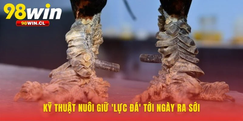 Bảo toàn sức mạnh chiến đấu cho gà vảy rồng